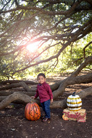 Century Tree Fall Photo