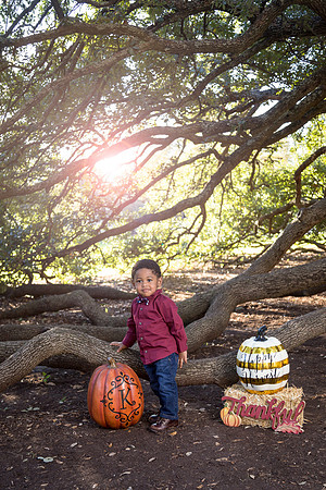 Century Tree Fall Photo
